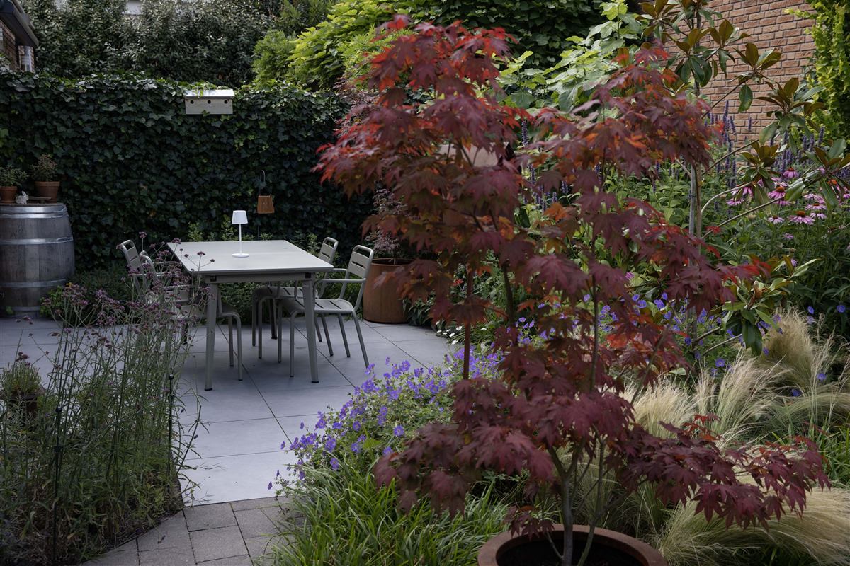 Tuin met tegelterras, Japanse esdoorn en weelderige borders